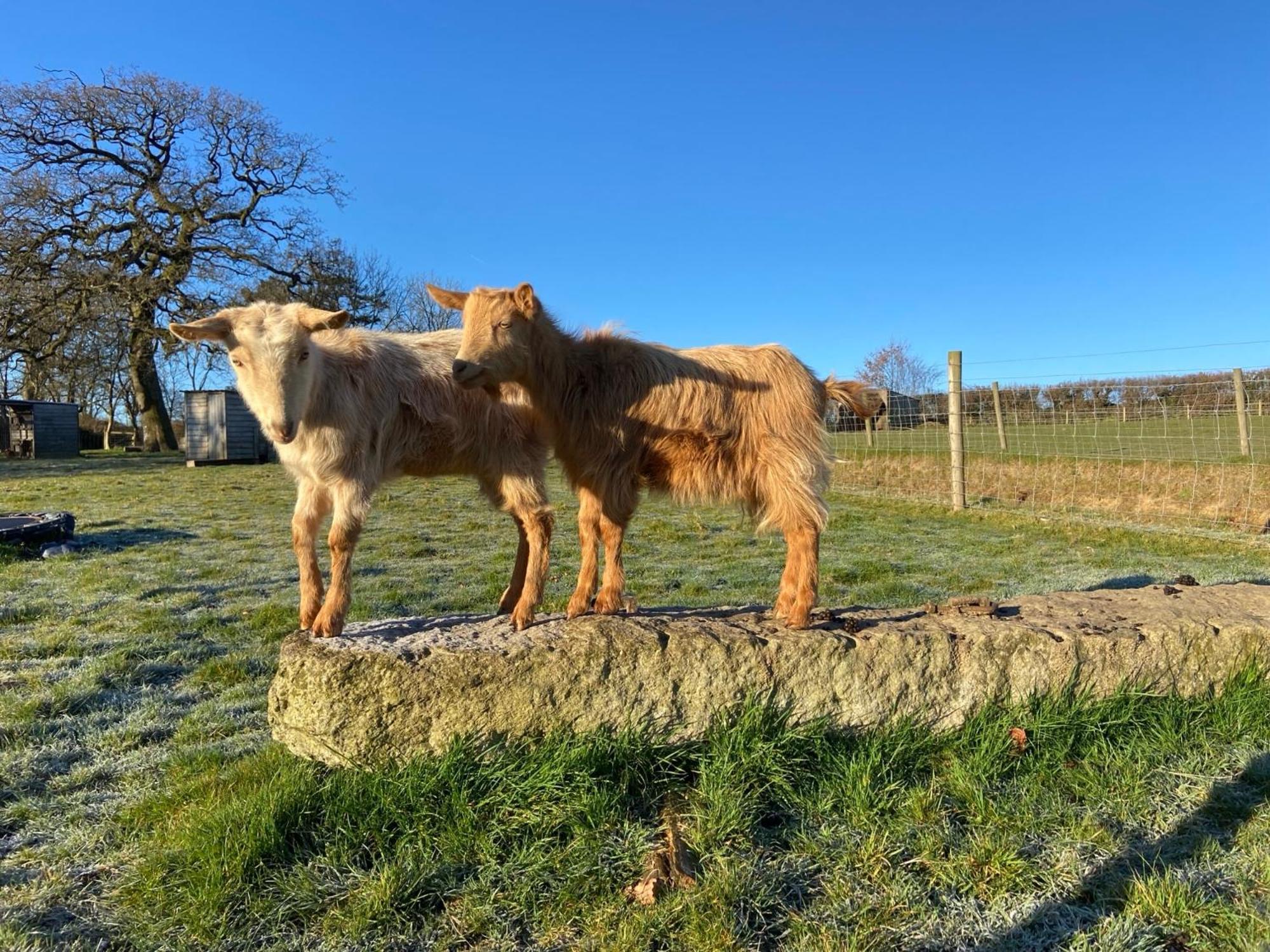 Lovaton Farmhouse Okehampton Zewnętrze zdjęcie