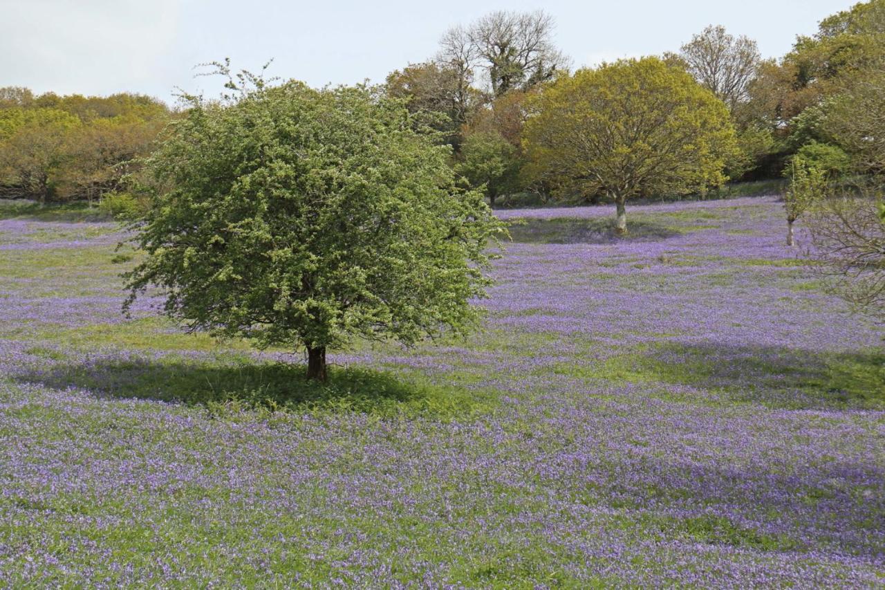Lovaton Farmhouse Okehampton Zewnętrze zdjęcie
